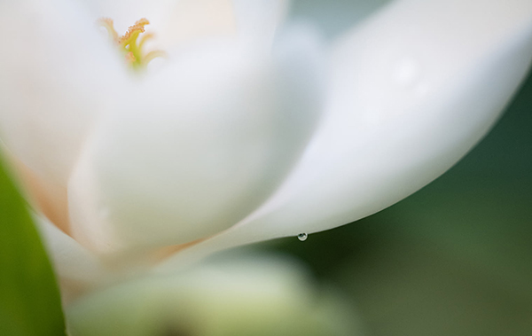 晚上喝菊花茶会失眠吗