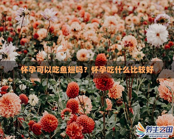 怀孕可以吃鱼翅吗？怀孕吃什么比较好