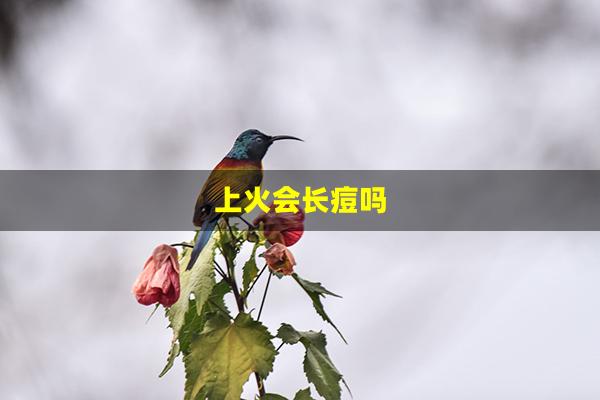 上火会长痘吗