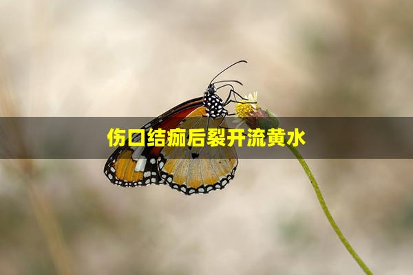 伤口结痂后裂开流黄水