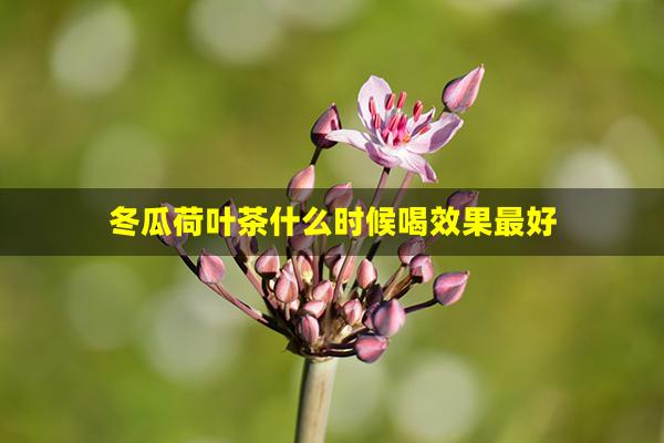 冬瓜荷叶茶什么时候喝效果最好