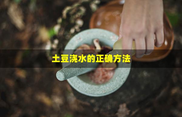 土豆浇水的正确方法