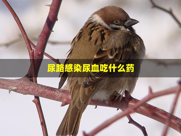 尿路感染尿血吃什么药