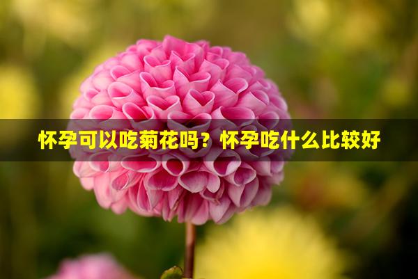 怀孕可以吃菊花吗？怀孕吃什么比较好