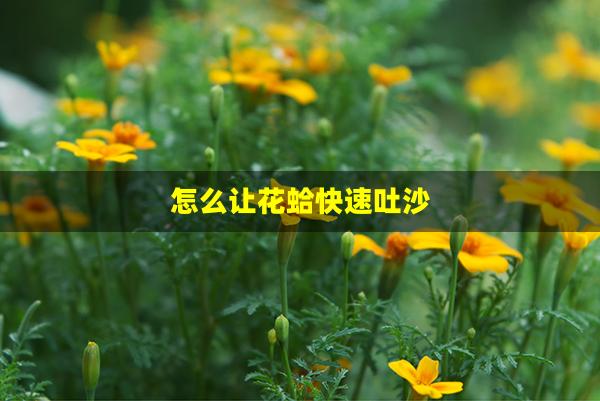 怎么让花蛤快速吐沙