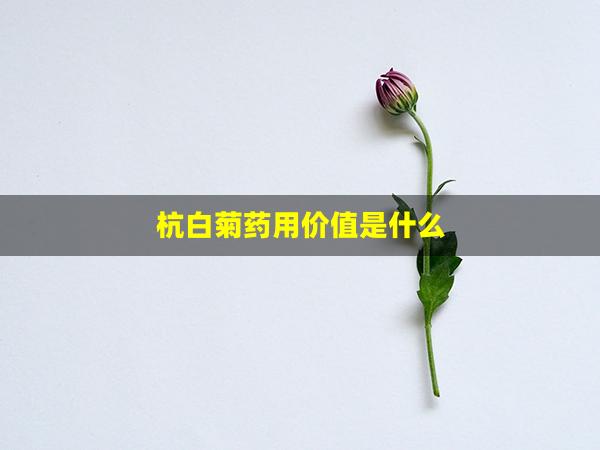 杭白菊药用价值是什么