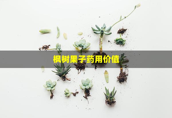 枫树果子药用价值