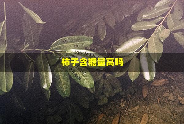 柿子含糖量高吗