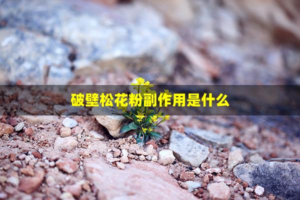 破壁松花粉副作用是什么