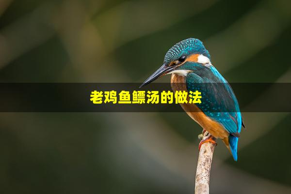 老鸡鱼鳔汤的做法