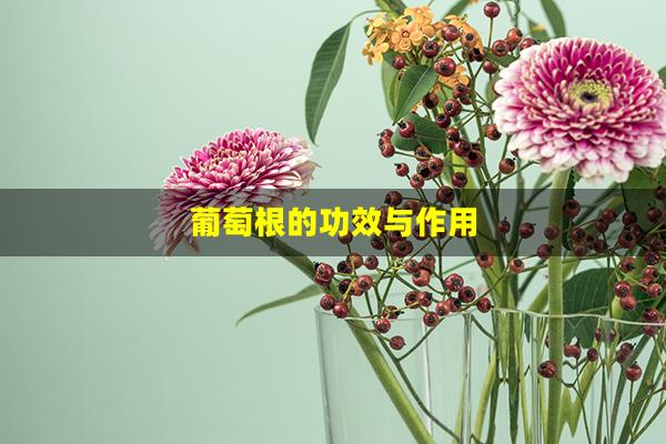 葡萄根的功效与作用