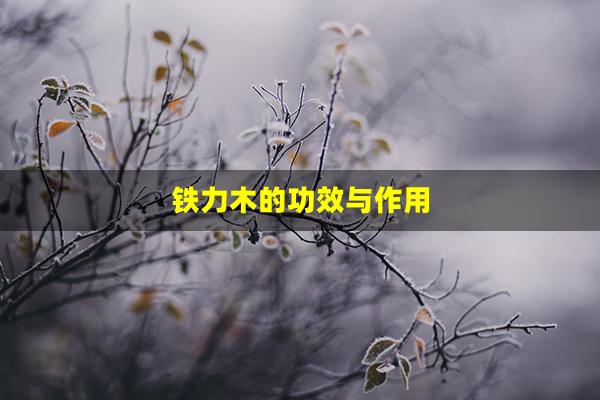 铁力木的功效与作用