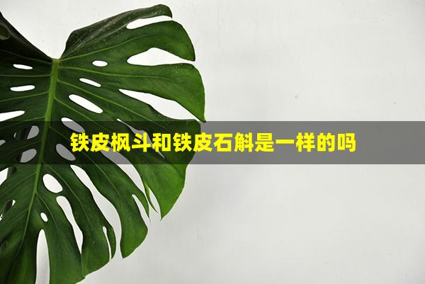 铁皮枫斗和铁皮石斛是一样的吗