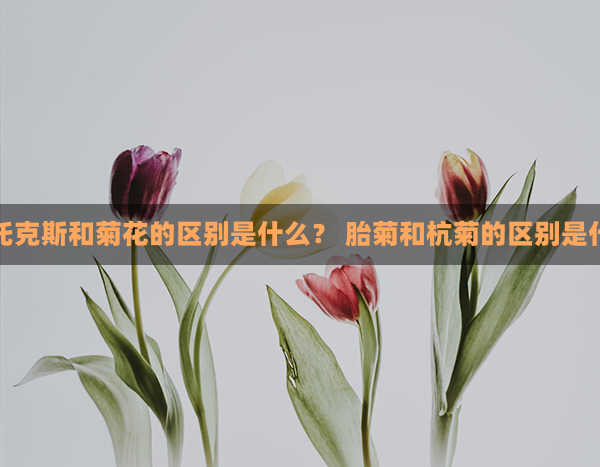 费托克斯和菊花的区别是什么？ 胎菊和杭菊的区别是什么