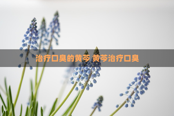 治疗口臭的黄芩 黄芩治疗口臭